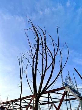 An image of a leafless stem rising to heaven Stock Photos