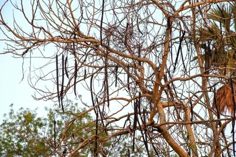 Image of a leafless tree inside the jungle 库存照片