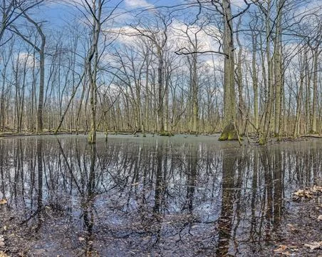 Image of leafless trees standing in a swamp and reflected in the water Stock-Fotos