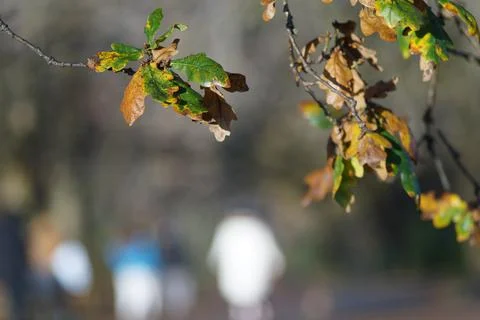 Image of leafs in the park Stock Photos