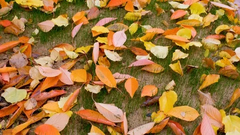 The image of the leaves falling to the ground was taken in slow motion. Stock Footage 121336062