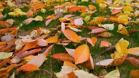 The image of the leaves falling to the ground was taken in slow motion. Stock Footage 121337714