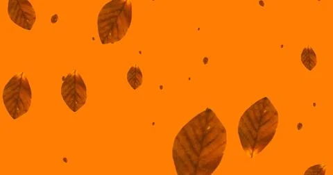 Image of leaves falling over orange background Stock Photos