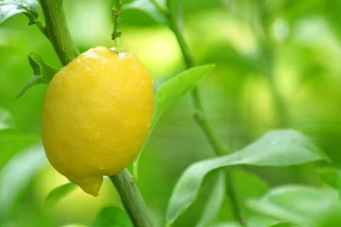 Image of a lemon tree branch with a yellow lemon Stock Photos