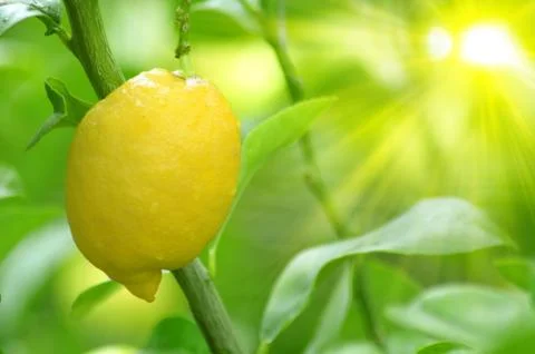 Image of a lemon tree branch with a yellow lemon Foto stock