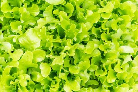 Image of lettuce as a background, closeup,macro Stock Photos