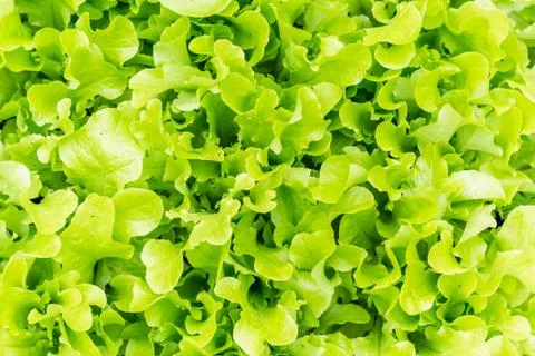 Image of lettuce as a background, closeup,macro Stock Photos