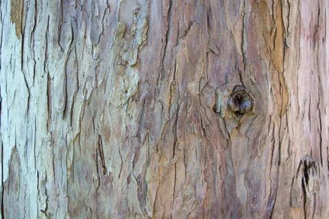 Image light brown bark of a tree Stock Photos