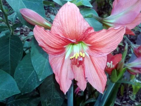 This is the image of light red flower with light yellow in center in flower Stock Photos