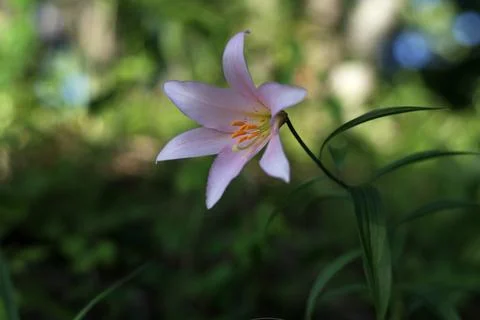 An image of a lilly Stock Photos