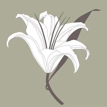 Image lily bud Stock Illustration