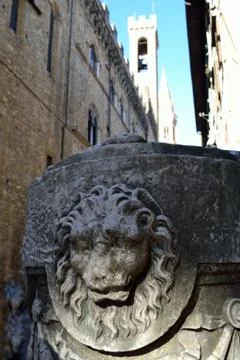 Image of a lion Stock Photos