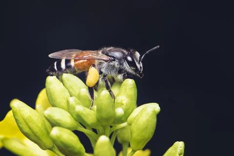 Image of little bee or dwarf bee(Apis florea) on yellow flower collects necta Stock Photos