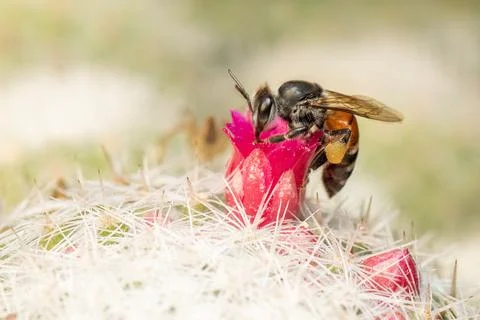Image of little bee or dwarf bee(apis florea) on pink flower collects necta.. Stock Photos