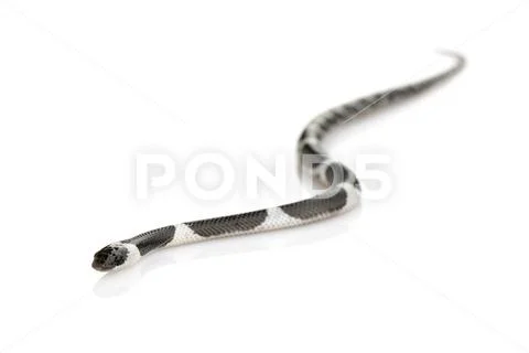 Image of little snake (Lycodon laoensis) on white background., Reptile,. Anim Stock Photos