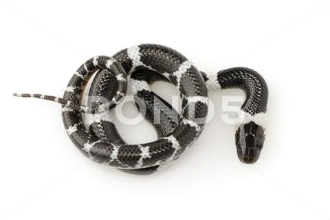 Image of little snake (Lycodon laoensis) on white background., Reptile,. Anim Stock Photos