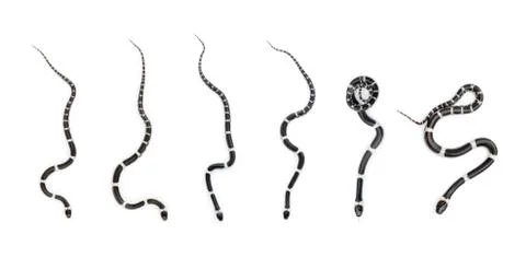 Image of little snake set (Lycodon laoensis) on white background., Reptile,. Stock Photos