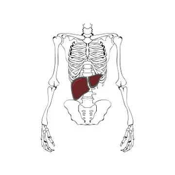 Image of the liver against the background of the skeleton. Schematic drawing Stock Illustration