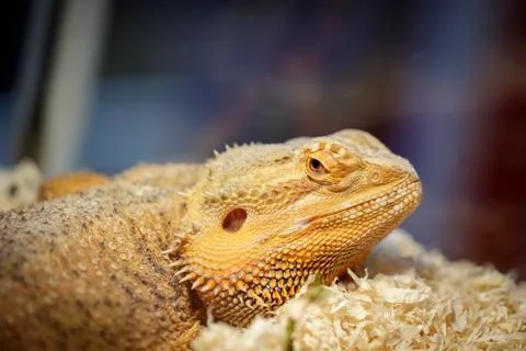 Image of a lizard head on nature background. Reptile. Animals. Stock Photos
