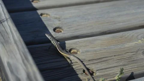 Image of a lizard on some timbers Stock Photos