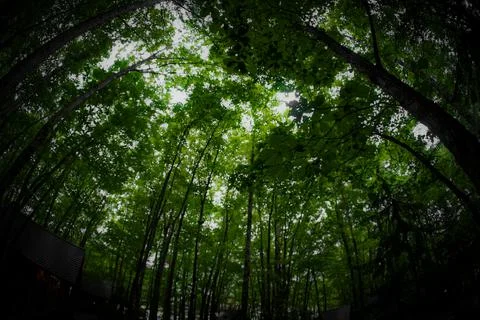 Image of Lodge standing in the forest Stock Photos