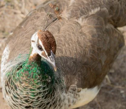 An image looking down on a peahen Stock Photos