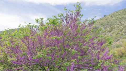 Image of a love tree Stock Photos