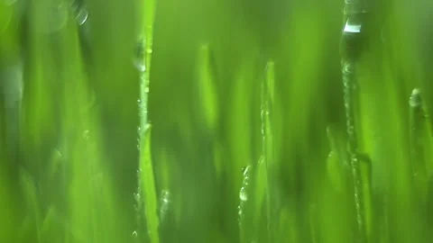 The image is of a lush green field with grass that is wet Stock Footage 313143399