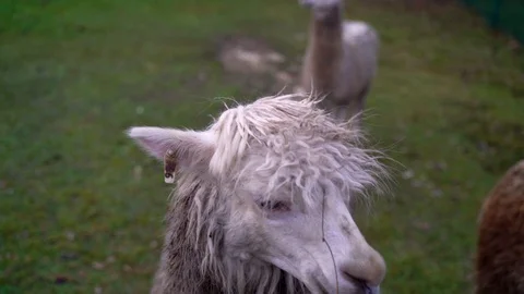 Image of man giving grass to Llama, Heuchlingen, Germany. Stock Footage 102646778