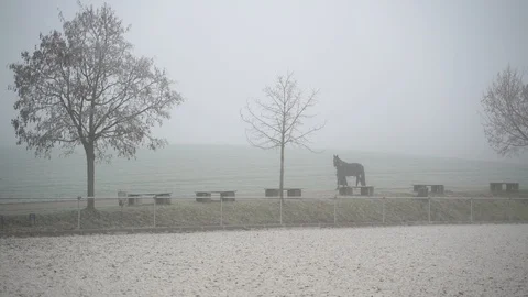 Image of man walking with horse during foggy day, Heuchlingen, Germany. Stock Footage 102647508