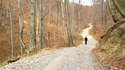 Image of a man walking slowly on road crossing forest, Zagreb, Croatia. Video stock 104520411