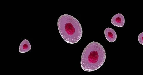 Image of micro of red and pink cells on black background Stock Illustration