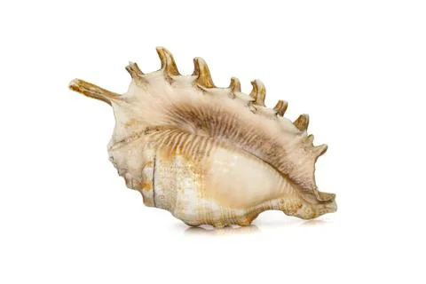 Image of Millipede spider conch (Lambis millepeda) isolated on white backgrou Stock Photos
