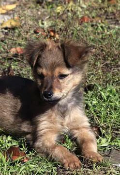 An image of a mongrel gray puppy lying on the grass. Stock Photos