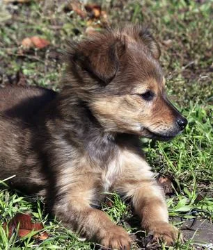 An image of a mongrel gray puppy lying on the grass. Stock Photos