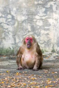 Image of a monkey on nature background. Wild Animals. (Stump-tailed macaque) Stock Photos