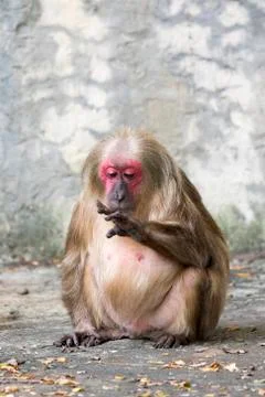 Image of a monkey on nature background. Wild Animals. (Stump-tailed macaque) Stock Photos