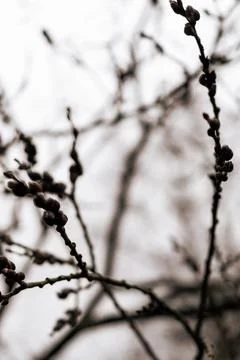 An image in monochrome of some thin branches with buds Stock Photos