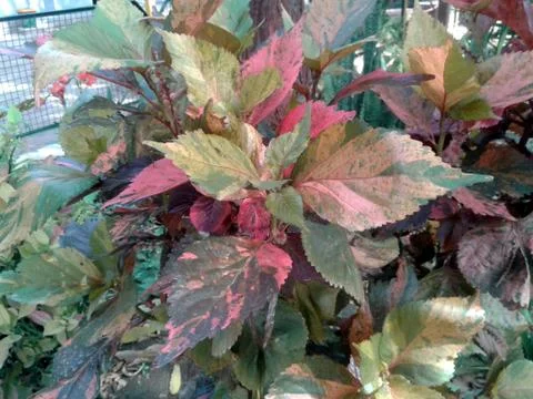 This is the image of multi color leafs Stock Photos