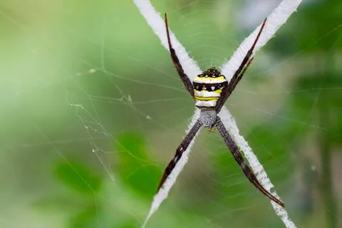 Image of multi-coloured argiope spider (Argiope pulchellla. ) in the net. Ins Stock Photos