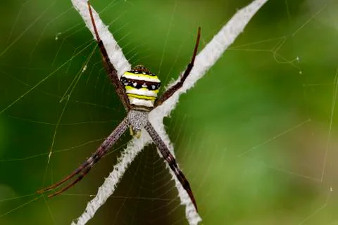 Image of multi-coloured argiope spider (Argiope pulchellla. ) in the net. Ins Stock Photos