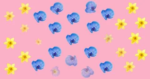 Image of multiple blue and yellow flowers moving over pink background Ilustração Stock