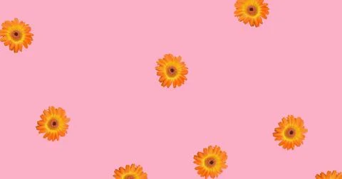 Image of multiple orange flowers moving over pink background Ilustração Stock