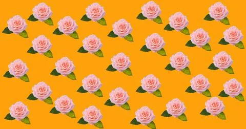 Image of multiple pink, yellow and white roses moving over orange background Illustrazione stock