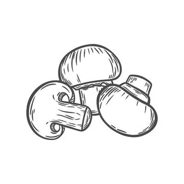 The image of mushrooms in the style of line drawing Stock Illustration
