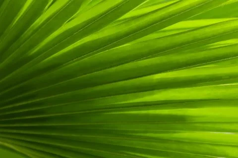 Image of a natural landscape in the abstract featuring shadows and green pa.. Stock Photos