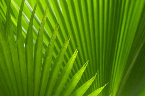 Image of a natural landscape in the abstract featuring shadows and green pa.. Stock Photos
