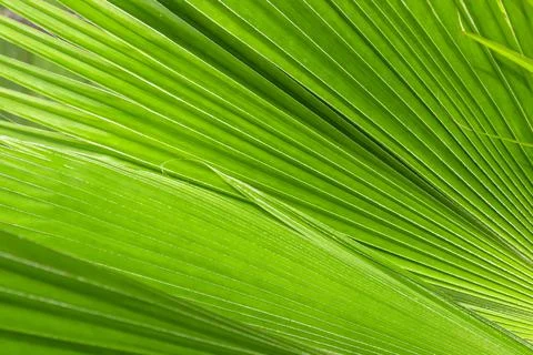Image of a natural landscape in the abstract featuring shadows and green pa.. Stock Photos