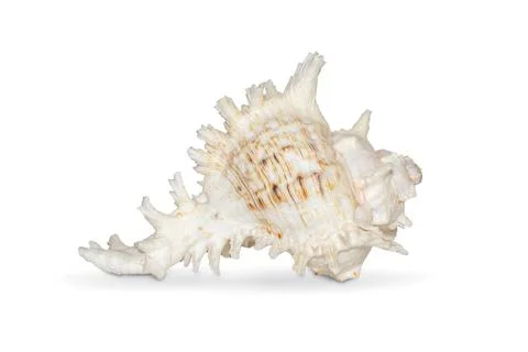 Image of natural large conch shell kirin snail thousands on a white backgroun Stock Photos