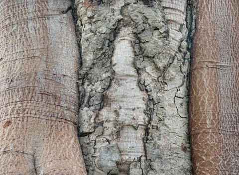 Image of natural tree background texture Stock Photos